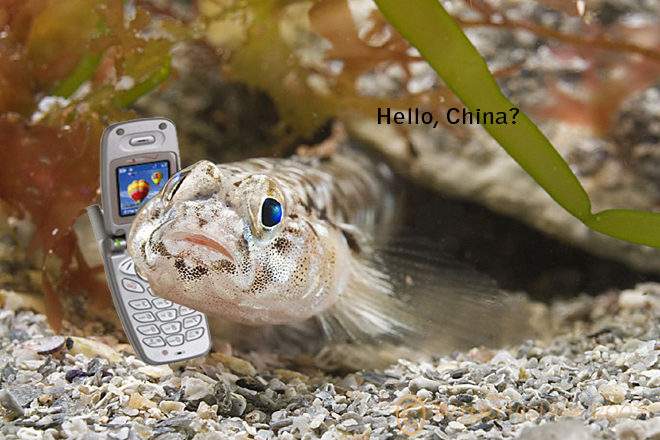 fishgotyourphone2