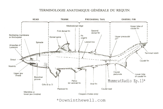 shark-anatomyep13